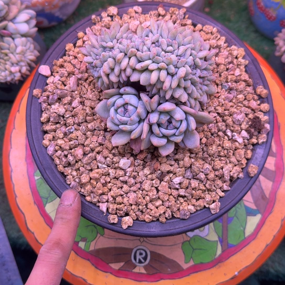 星影缀树无砍多肉