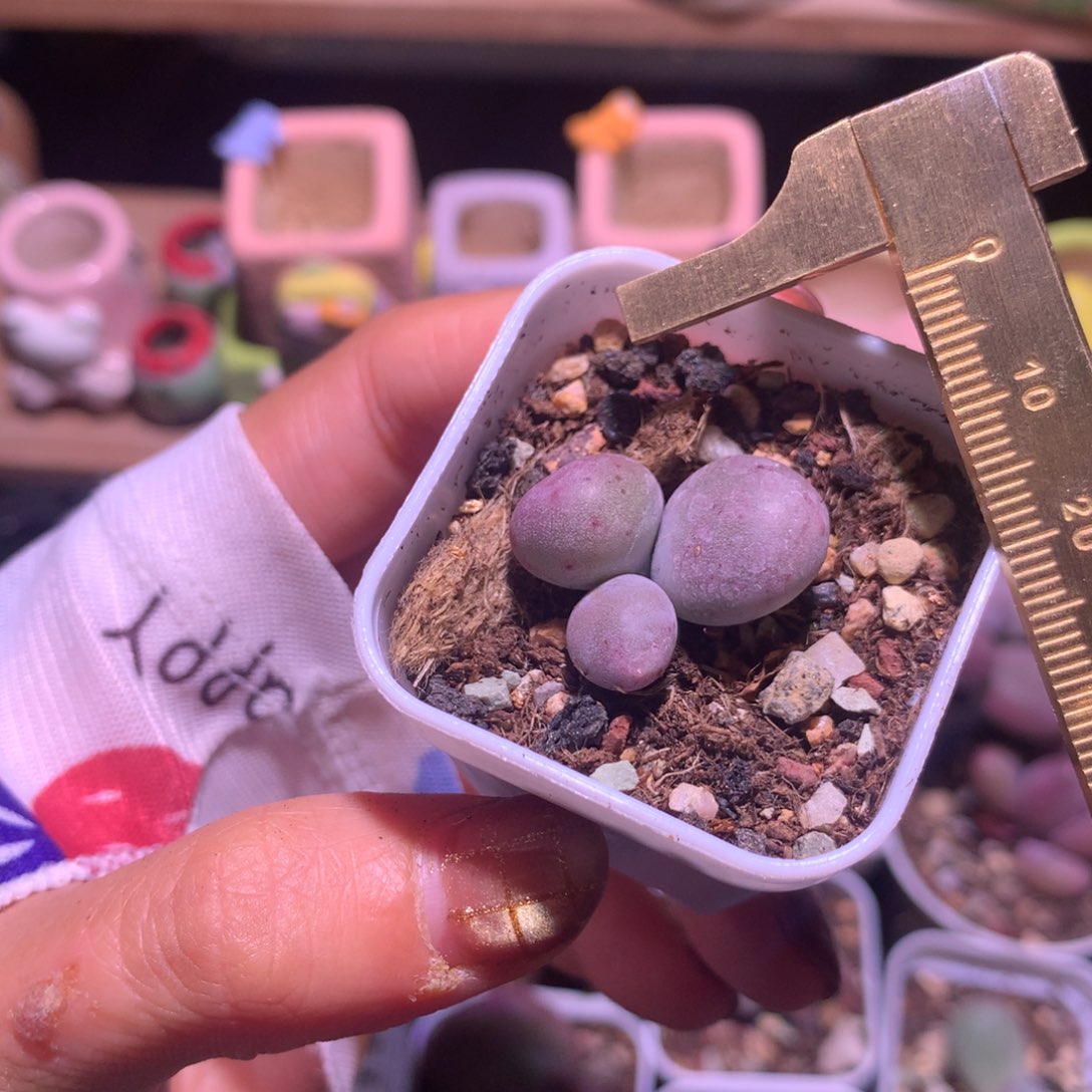 米可奶 不满28发到付，发一片叶，~