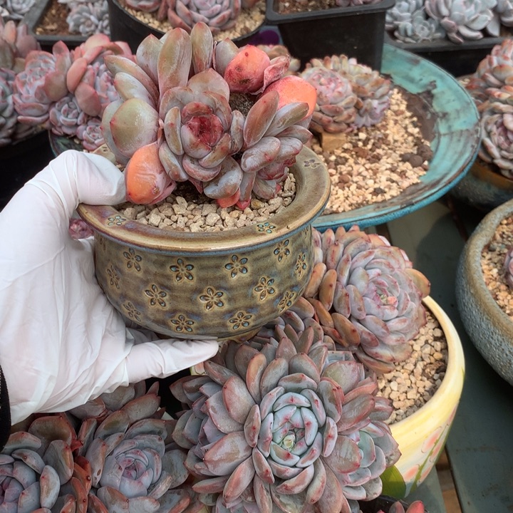 花花花花花花花花