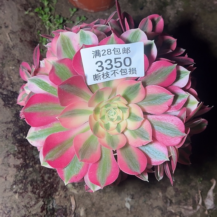 3350粉女巫多肉植物