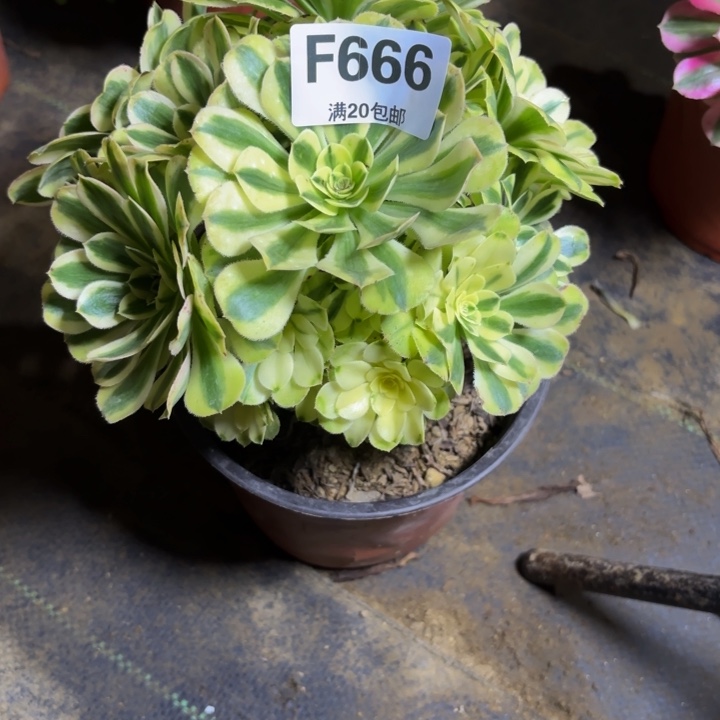 瑞妈，，，。。。。666白兰地，