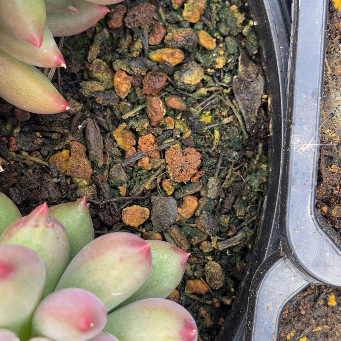 嘟****小老妹的多肉充值多肉