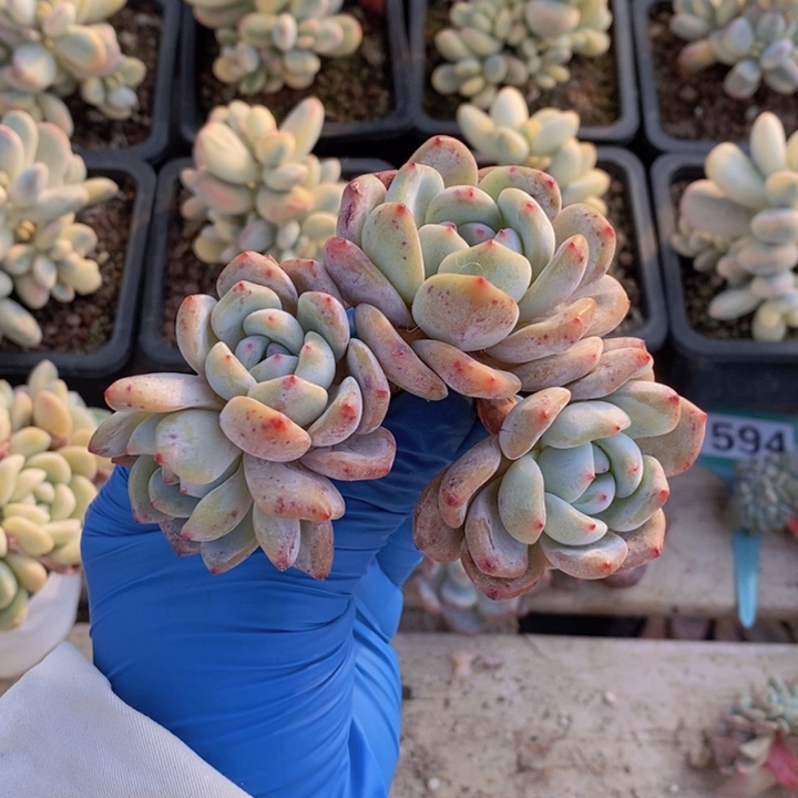 石榴紫叶插群634号