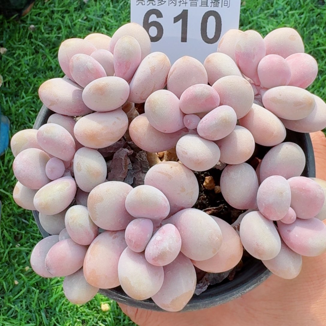 桃蛋老桩         精品多肉