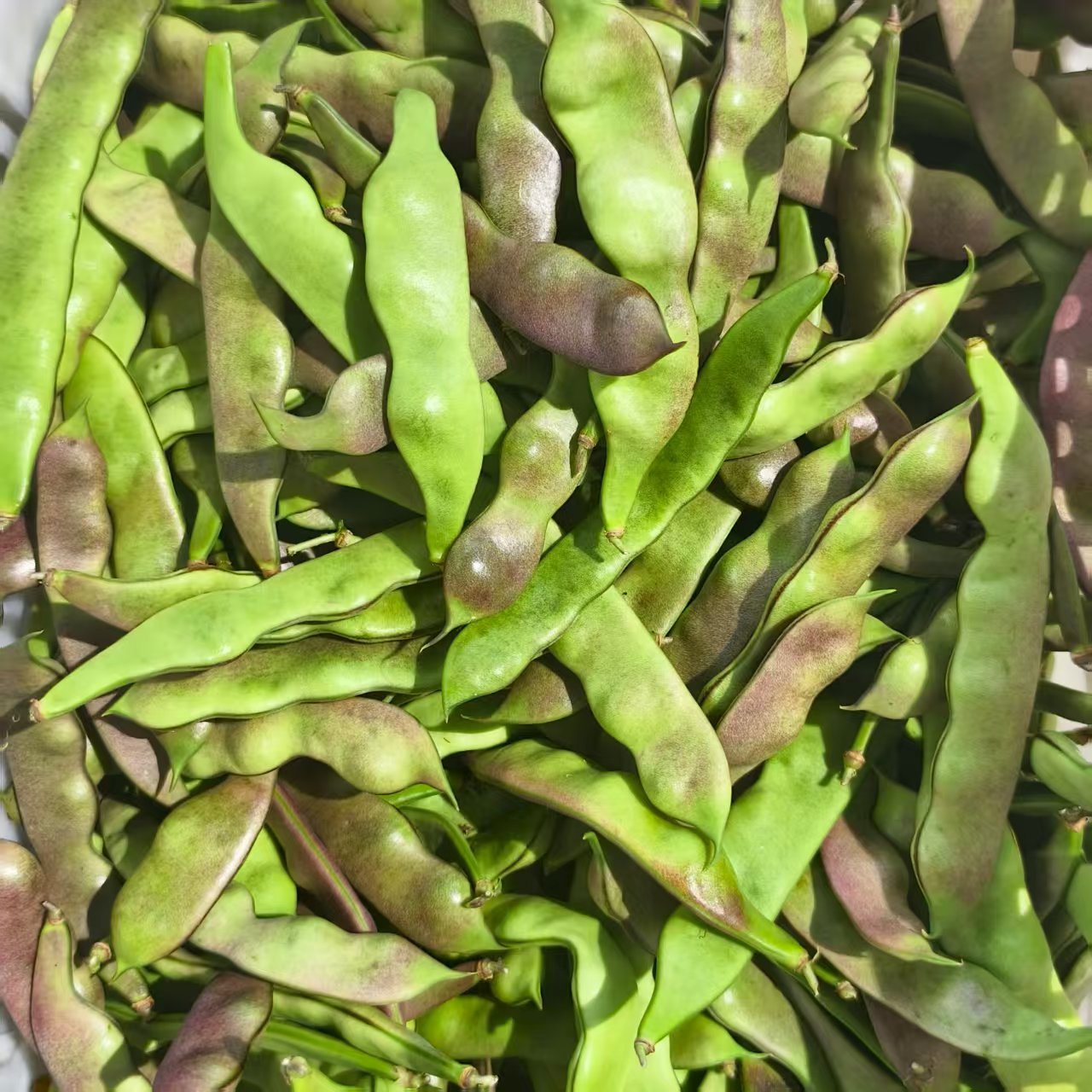 【彬彬专属】【顺丰包邮】东北紫花豆角3斤