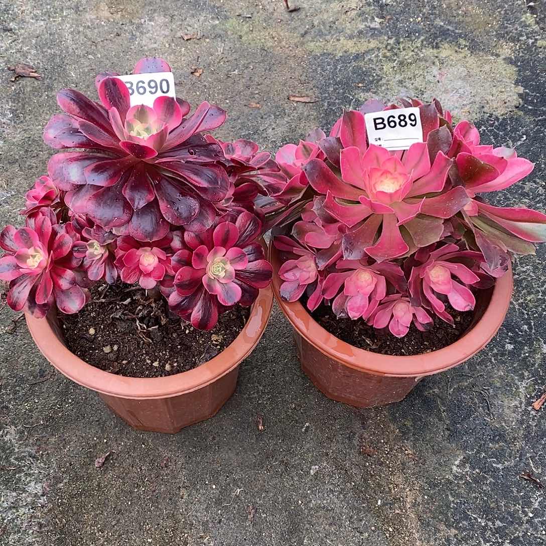 大****姐美杜莎690香妃689无售后