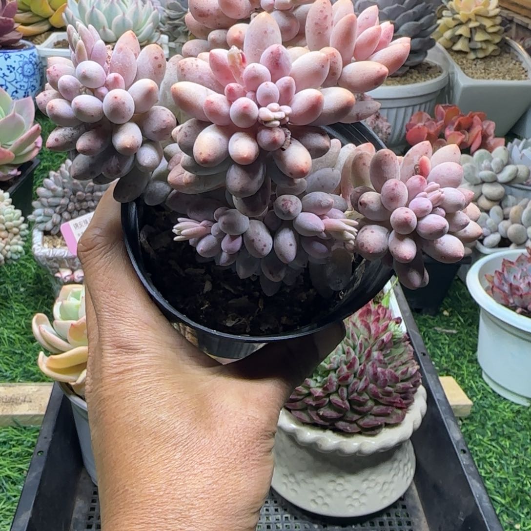 锦安精品多肉植物编号204