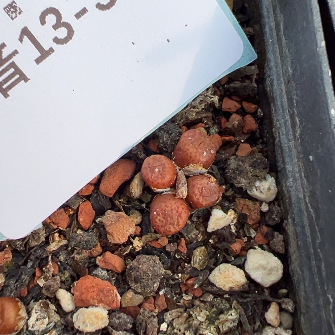 13-32猪皮多肉植物