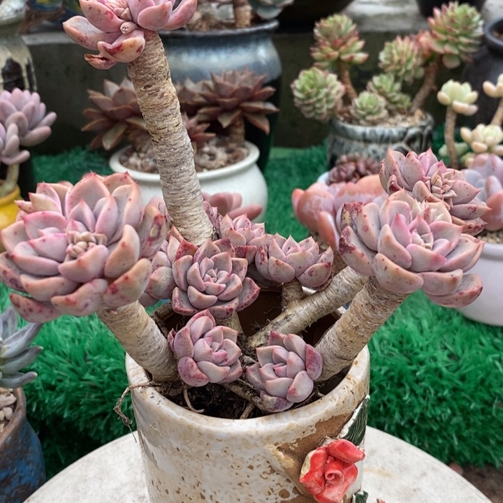 红粉佳人老桩整无砍多肉