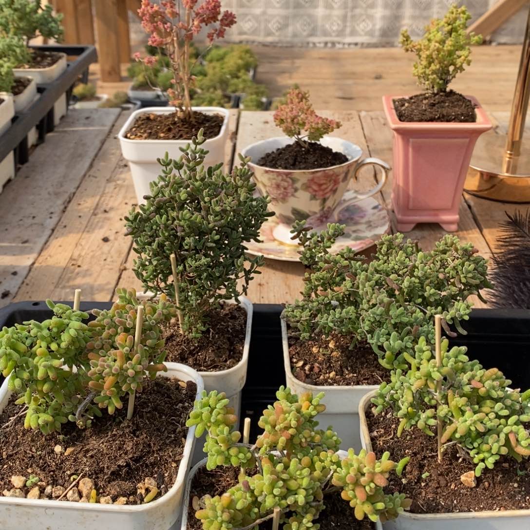 枝干蜜桔糖球来了哦048