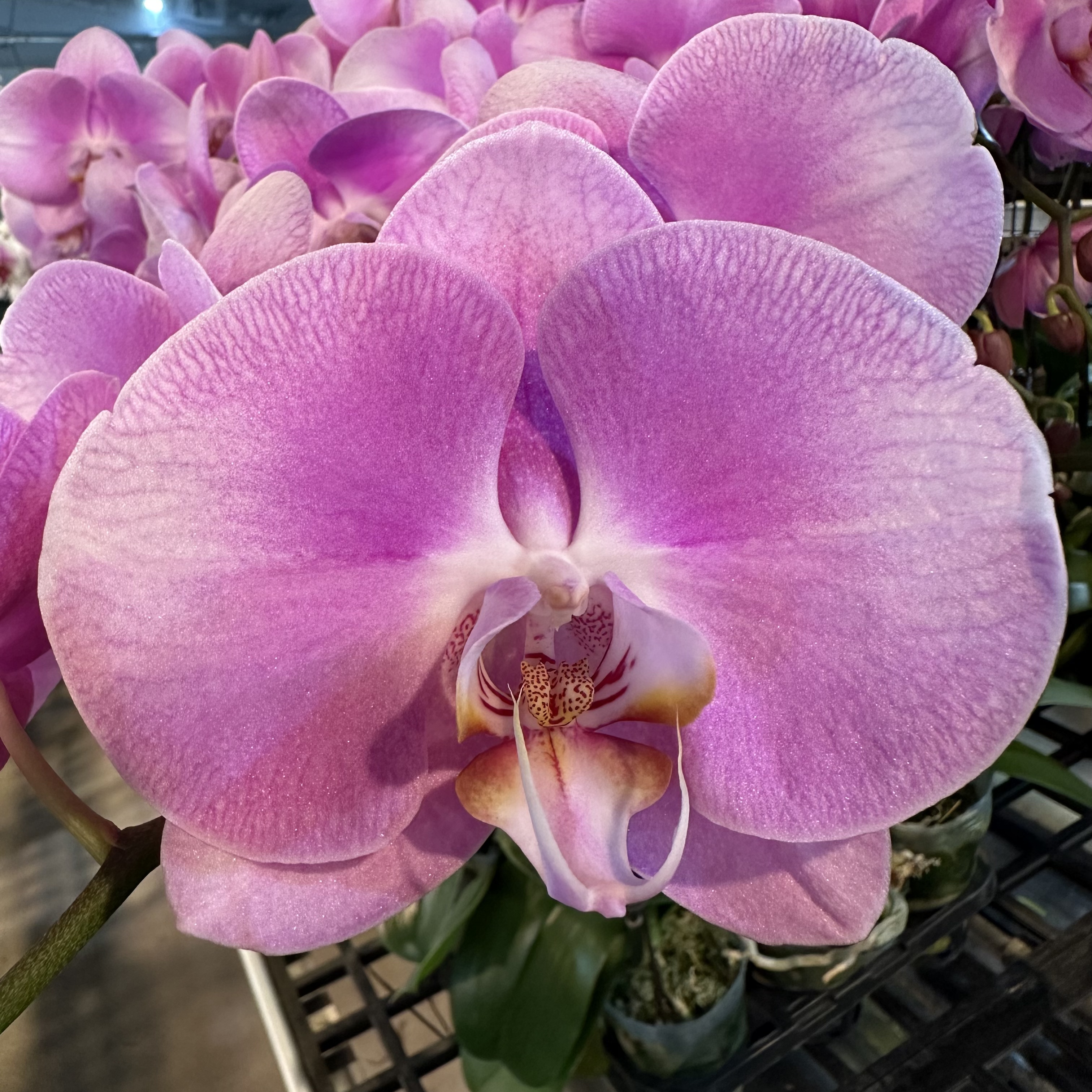 蝴蝶兰【美滋滋】梦幻浪漫室内高端花卉绿植