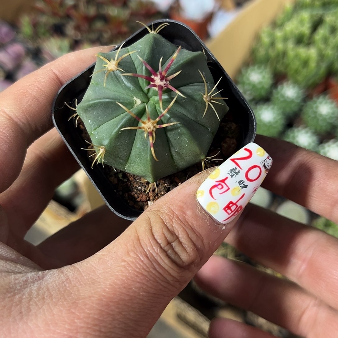 精选赤诚单头发货有根发货