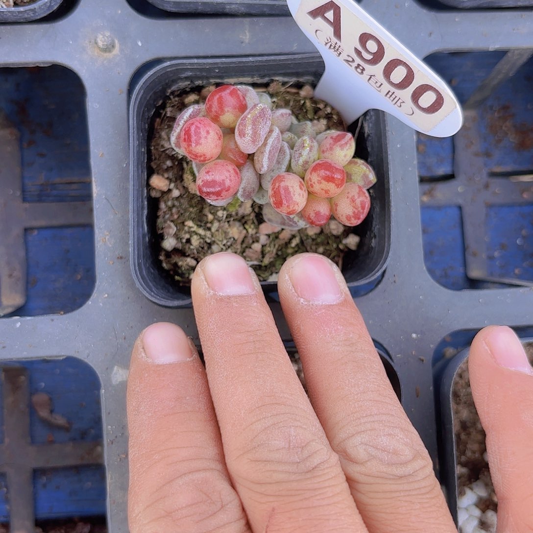 A900鼓吹一物一拍