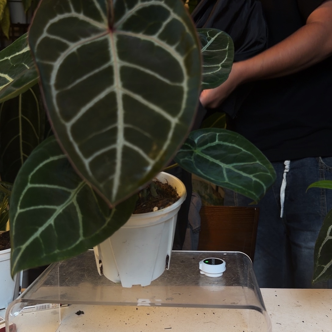 完全开放B36粉脉水晶杂撕裂纹