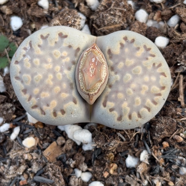 非偏远满20包邮694