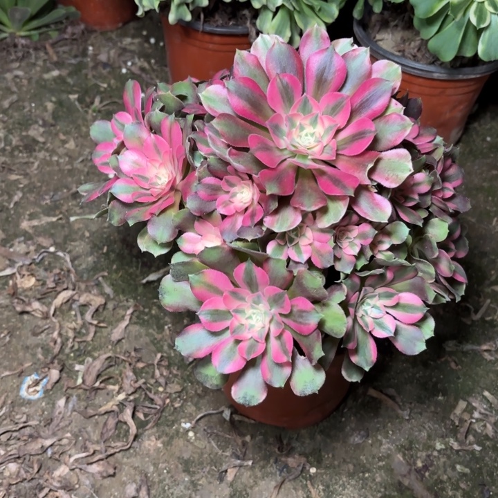 多肉植物法师香妃6