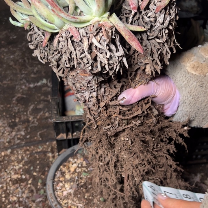 315哈哈哈哈哈哈多肉