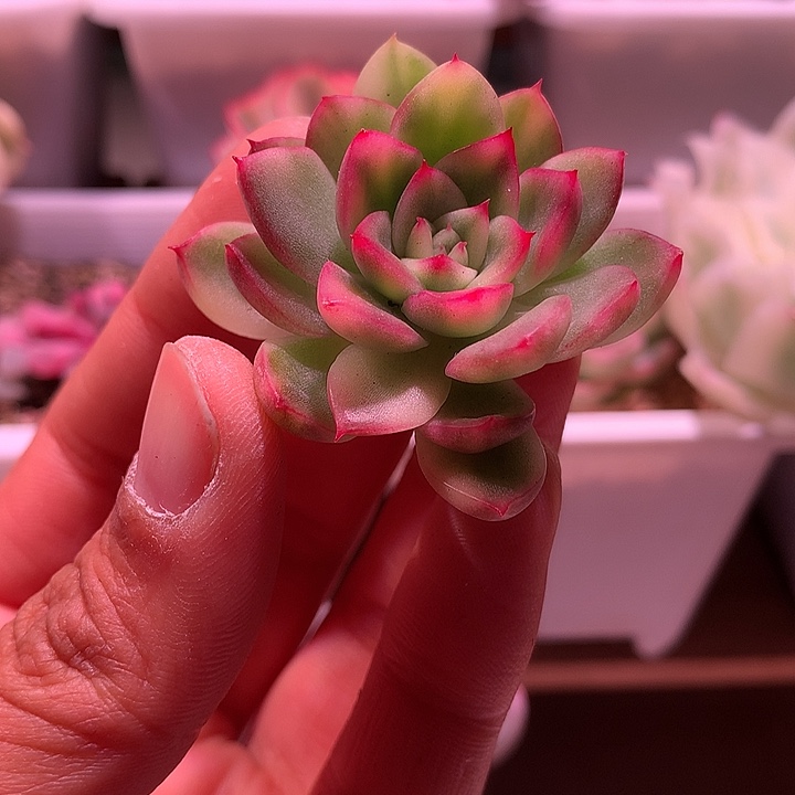 红东云锦锦锦锦锦锦锦