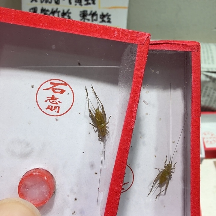 *****石老师短须大黄蛉二条