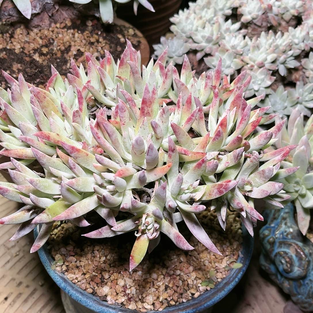 9184白雪仙女杯多肉