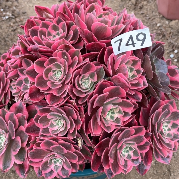 749多肉植物女妖