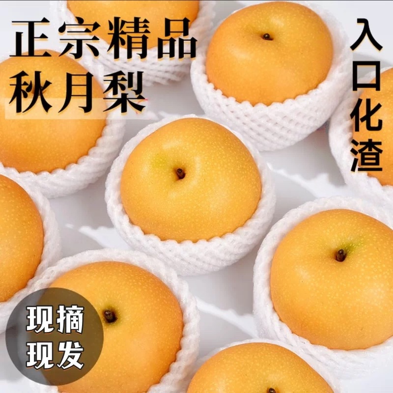 正宗砀山头茬秋月梨新鲜当季水果皮薄脆甜多汁现摘现发5斤大果梨