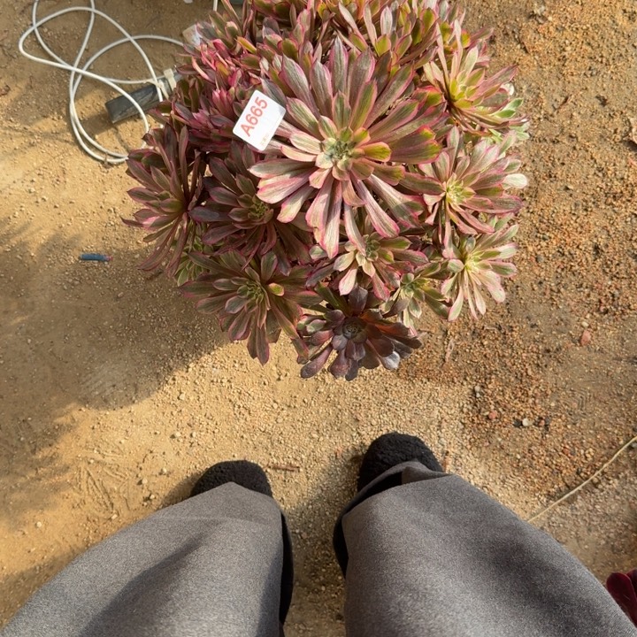 低***.粉黛变异665多肉植物