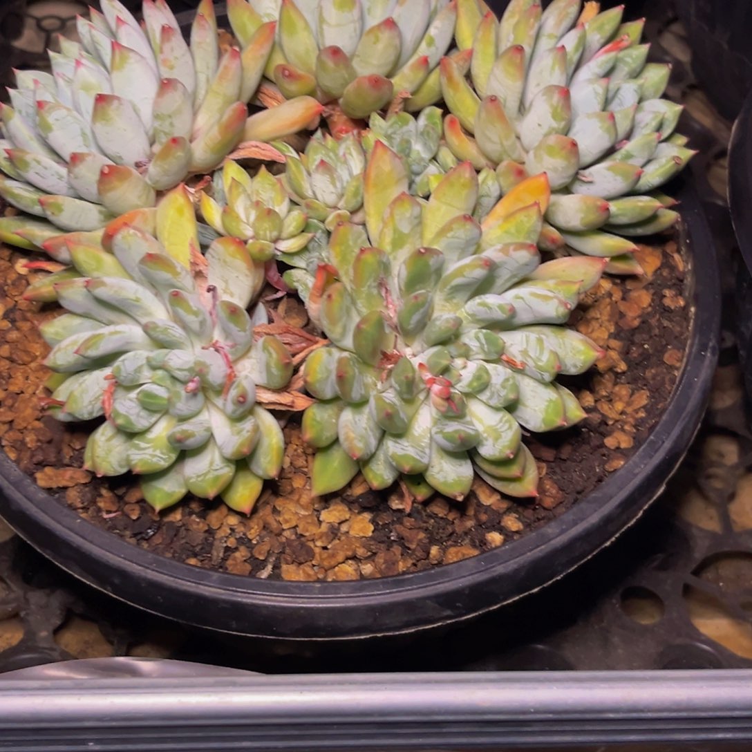 1329下午多肉植物群生