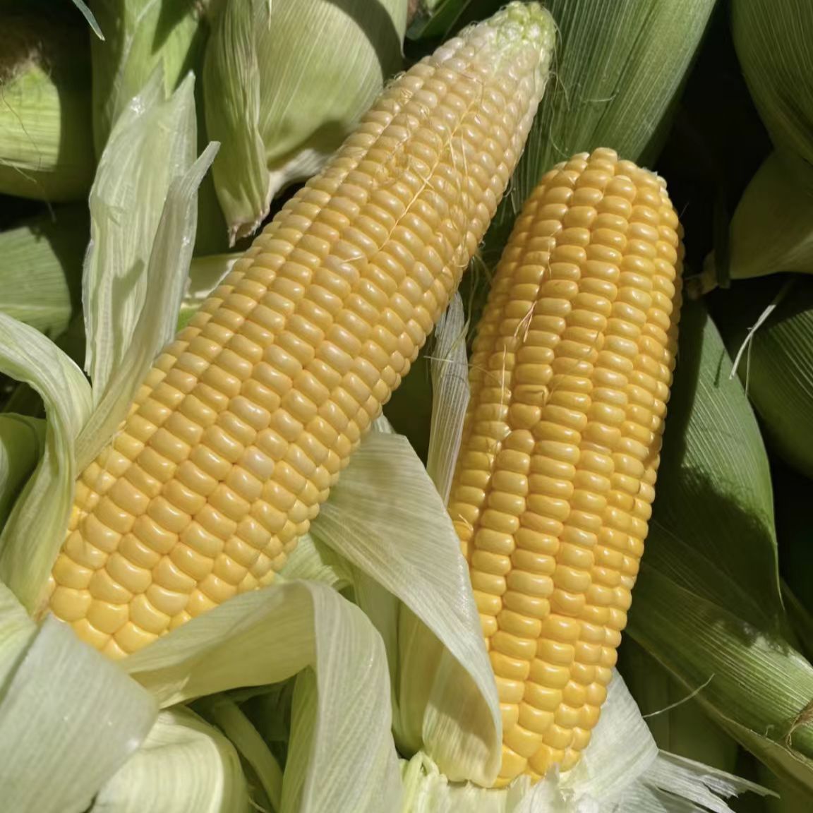【10斤】云南水果玉米甜脆生吃甜玉米牛奶爆浆玉米新鲜蔬菜