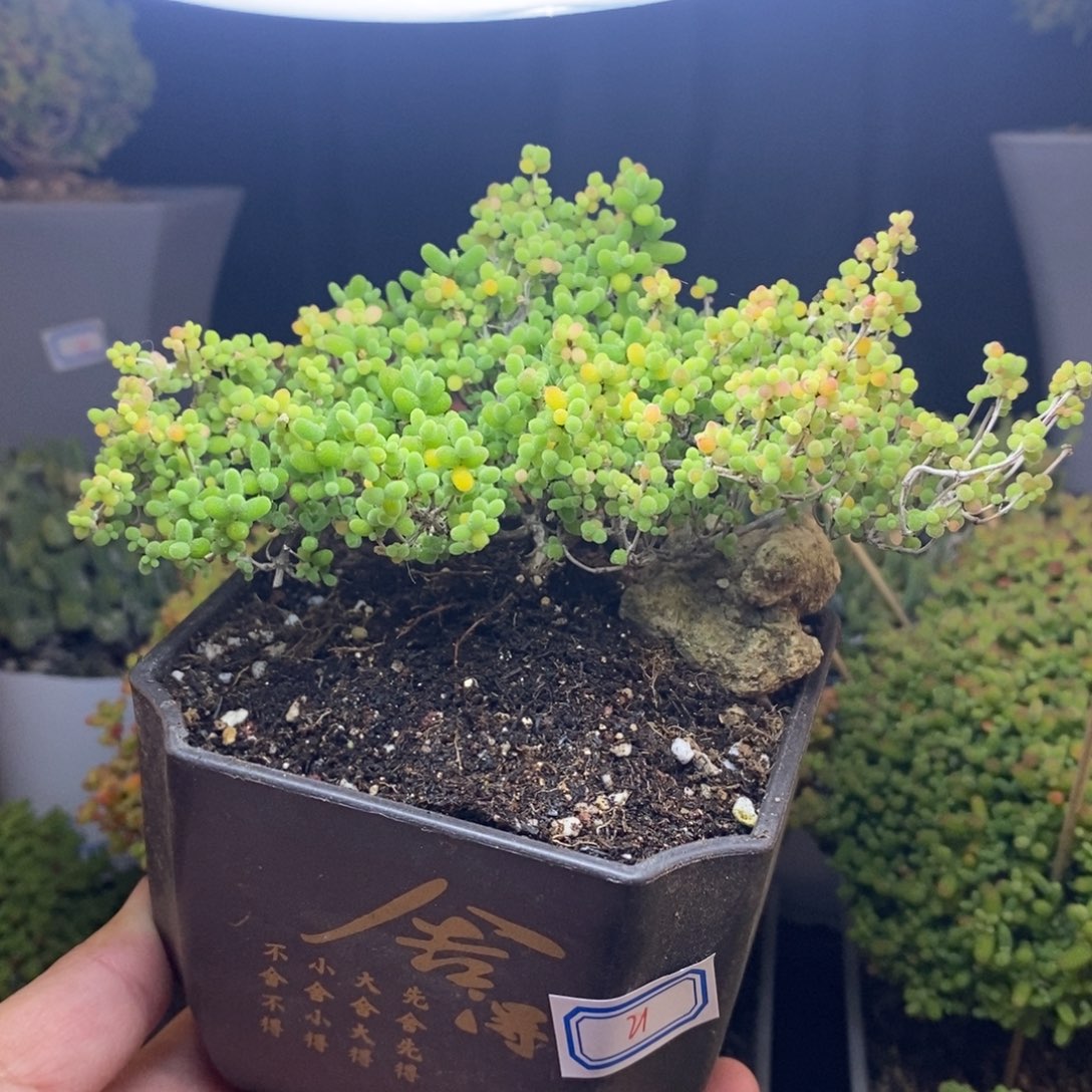 无花朵21号蜜橘糖球（造型桩）