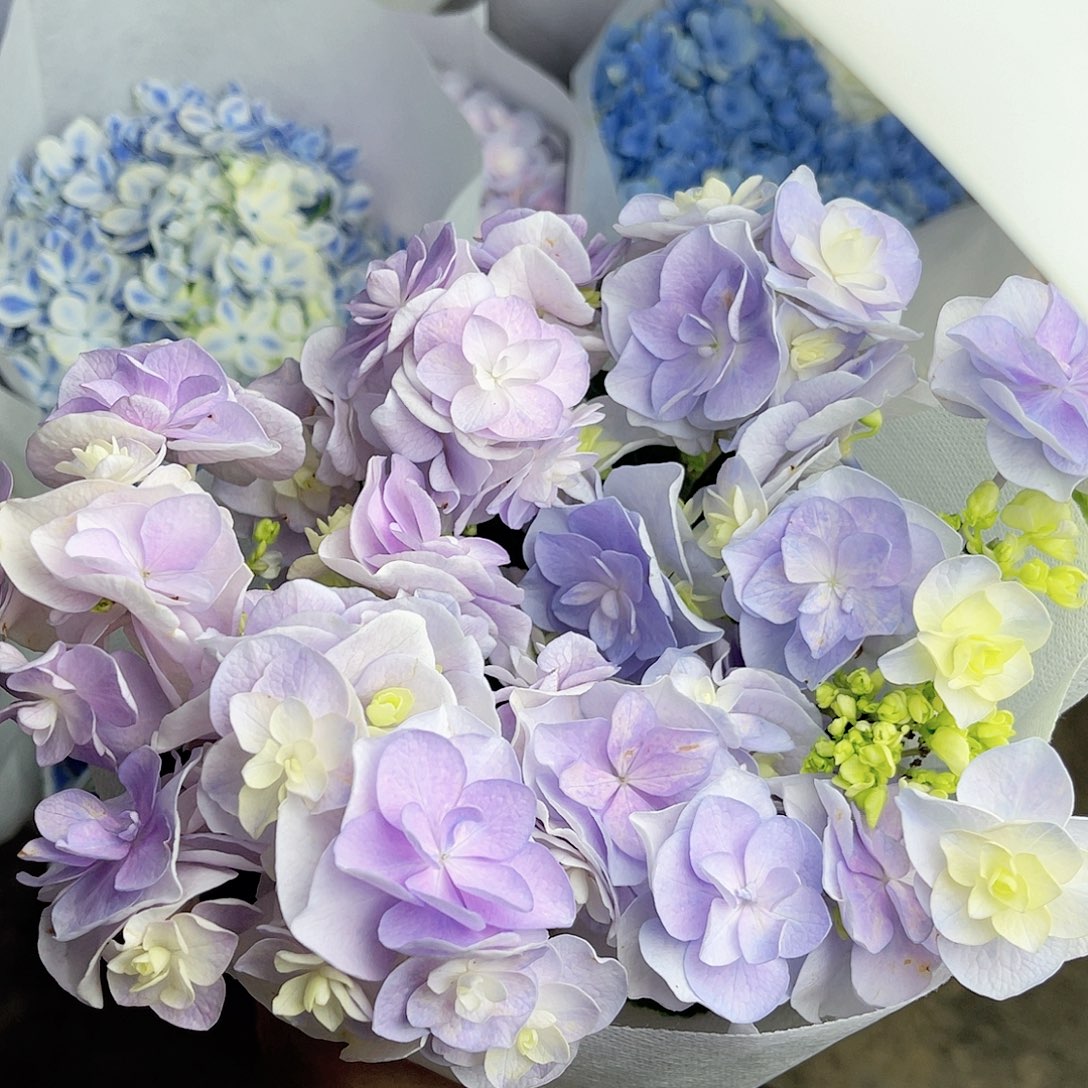 完全开放稀有绣球花105