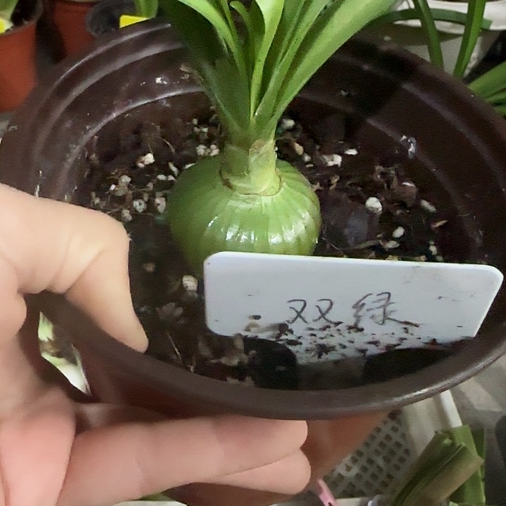 双绿4.5cm，裸球发货