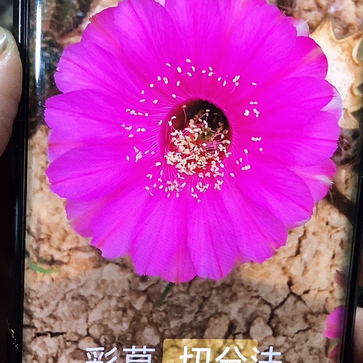 彩 切分法 /侧芽歪20包邮/