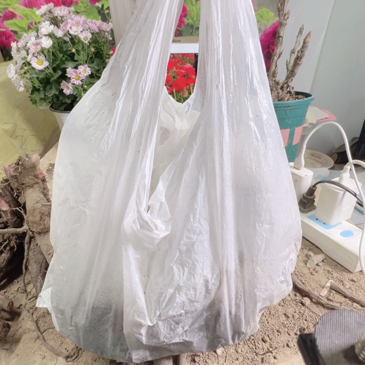 当前无花栽培后可以开花一兜多色5颗