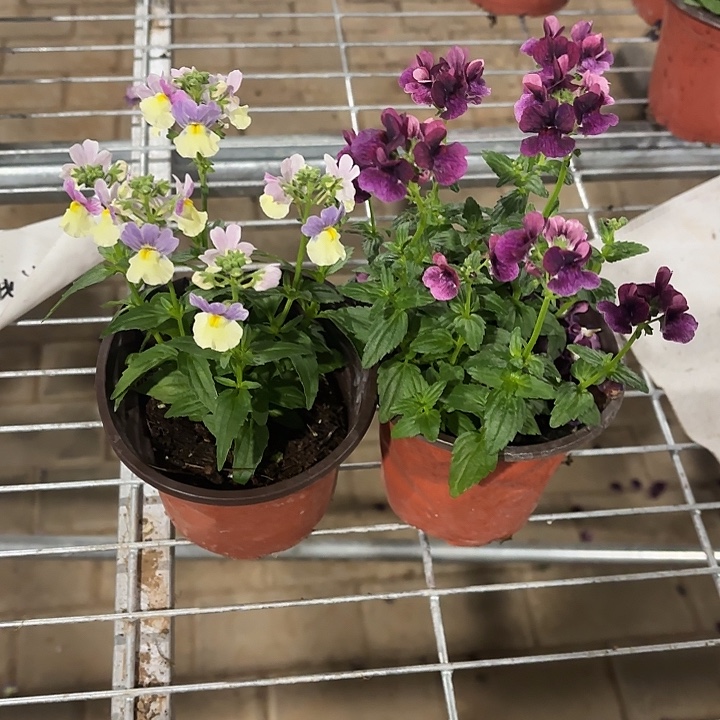 全部花苞庭前雪+贵妃紫