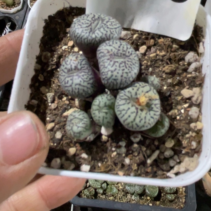 完全开放690墨小锥带盆llllll