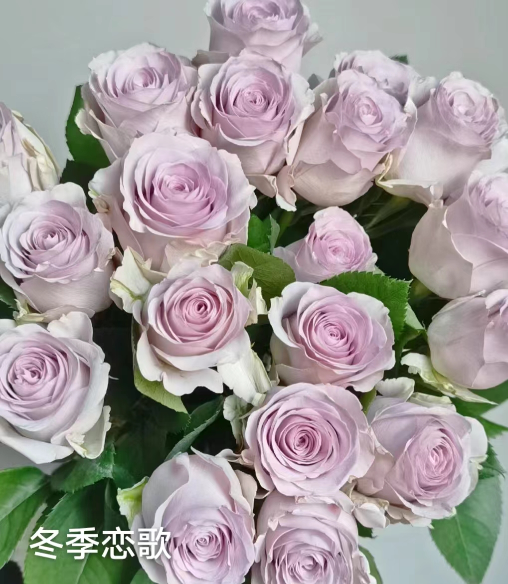 冬季恋歌四季开花浓香月季