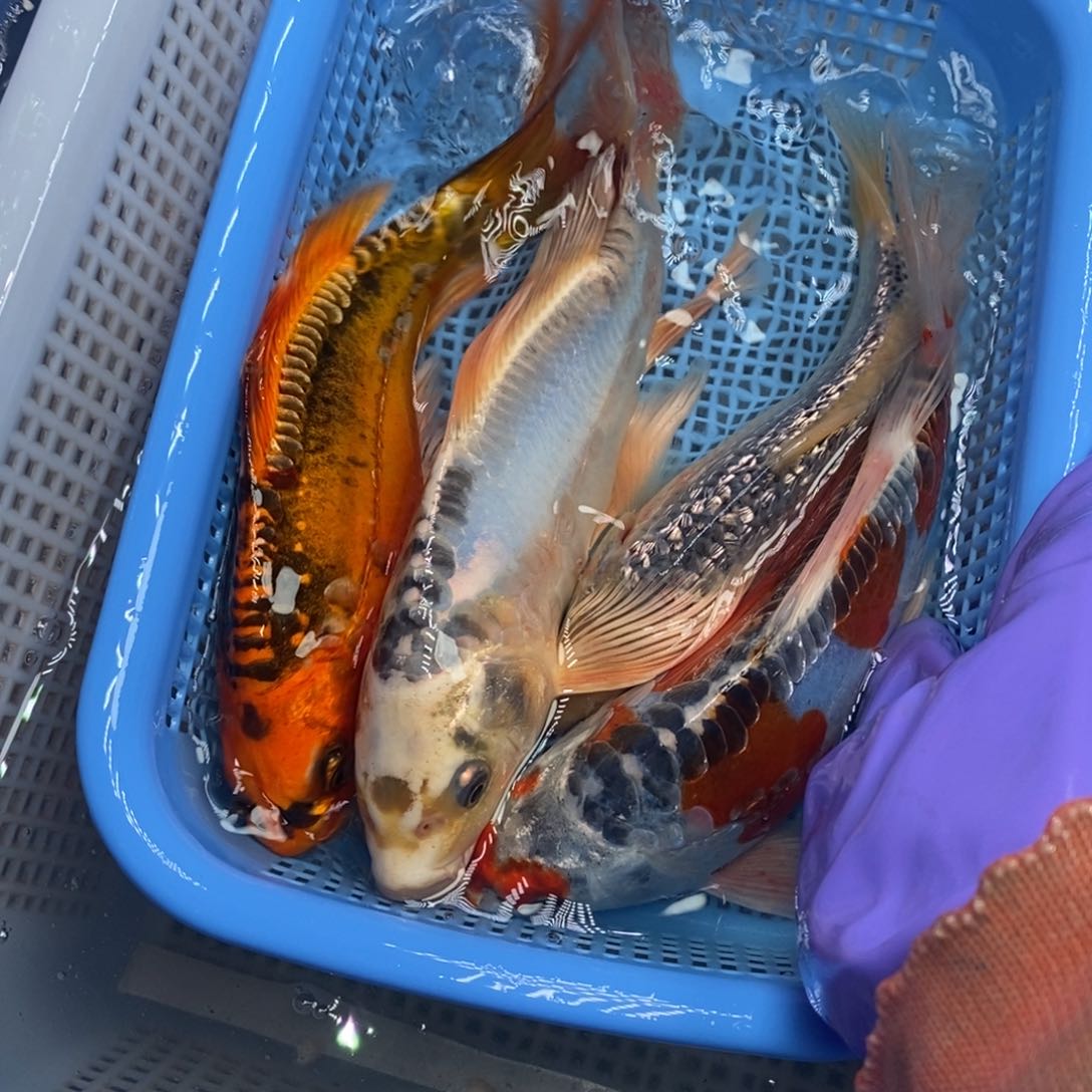 锦鲤冷水锦鲤包邮