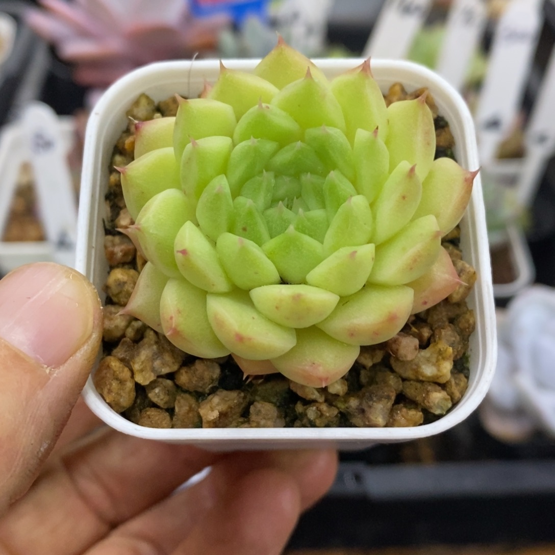 精品多肉一物一拍不包整54