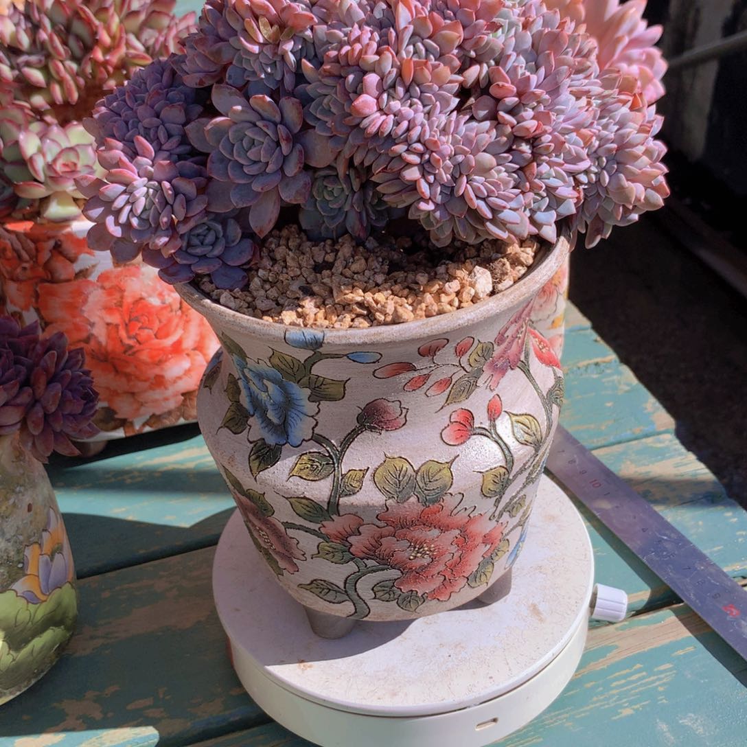 一***鱼海棠花朵朵自然群