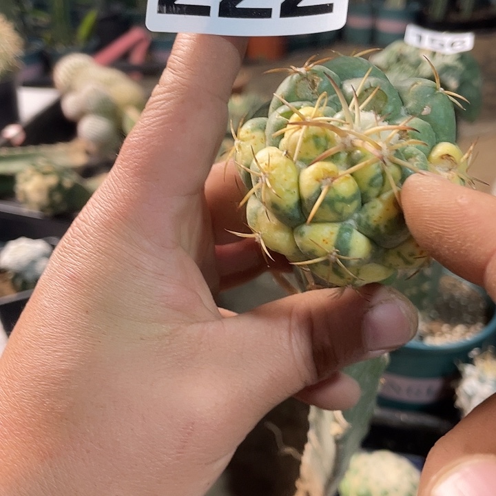 222象牙锦虫子咬了仙人球