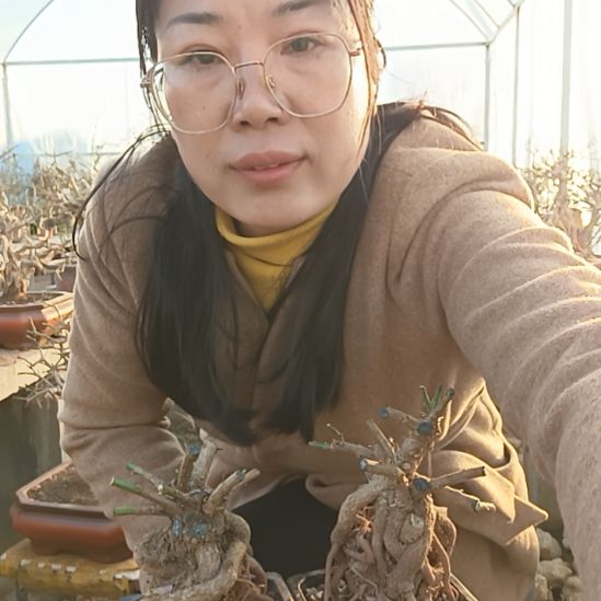 马***尚完全开放甘肃小叶迎春花