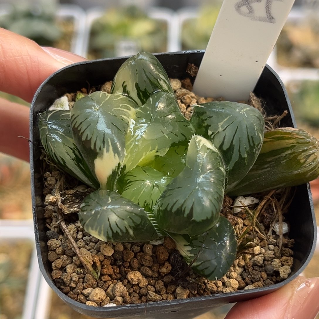 85巨大化别系玉露锦福利专场