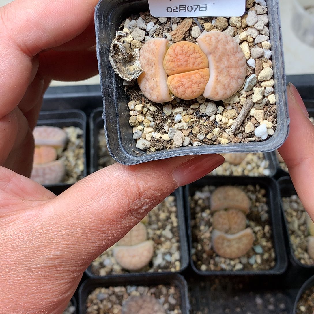 D10多肉植物保护研究所