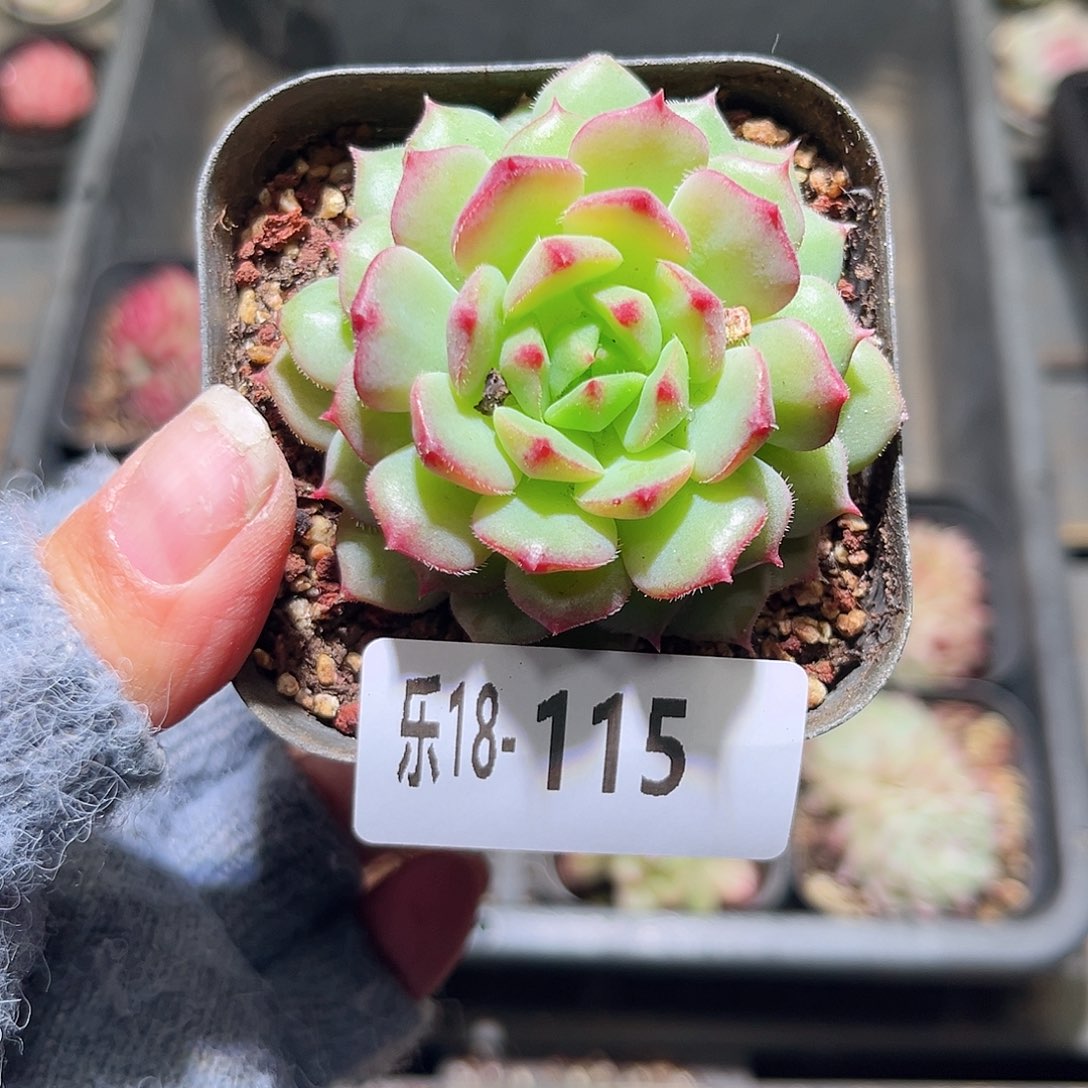 木乐18-115美丽世界