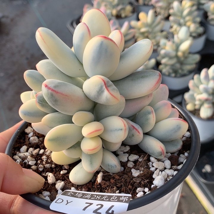 专拍链接多肉植物