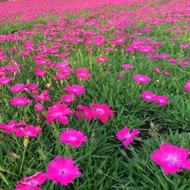 欧石竹花苗带花苞四季草皮室外草坪易活耐寒植物庭院花期长