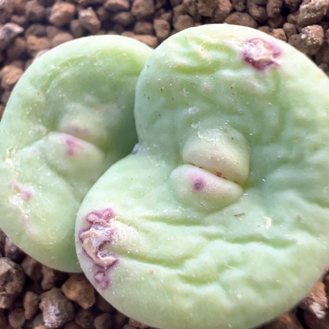 大型嘟嘟嘴 肉锥植物