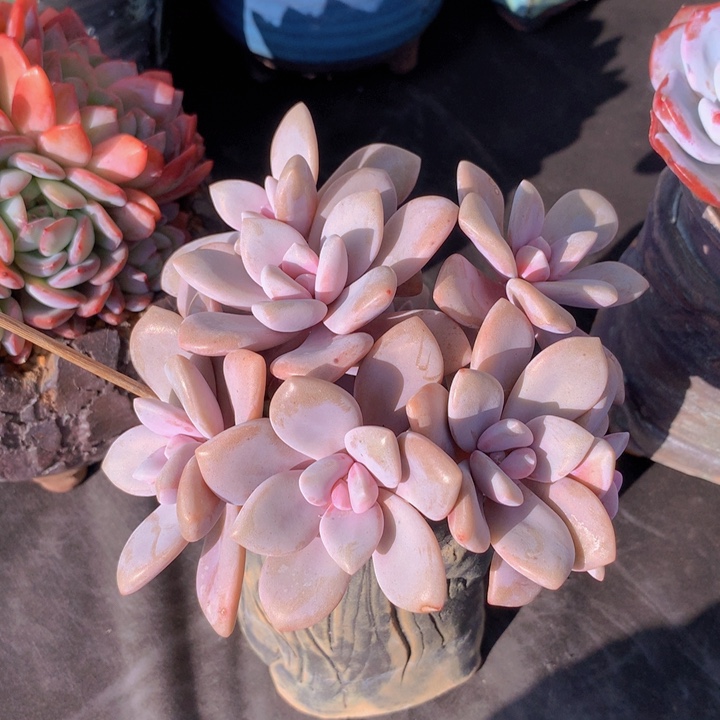 桃霜朵朵缀自然无砍