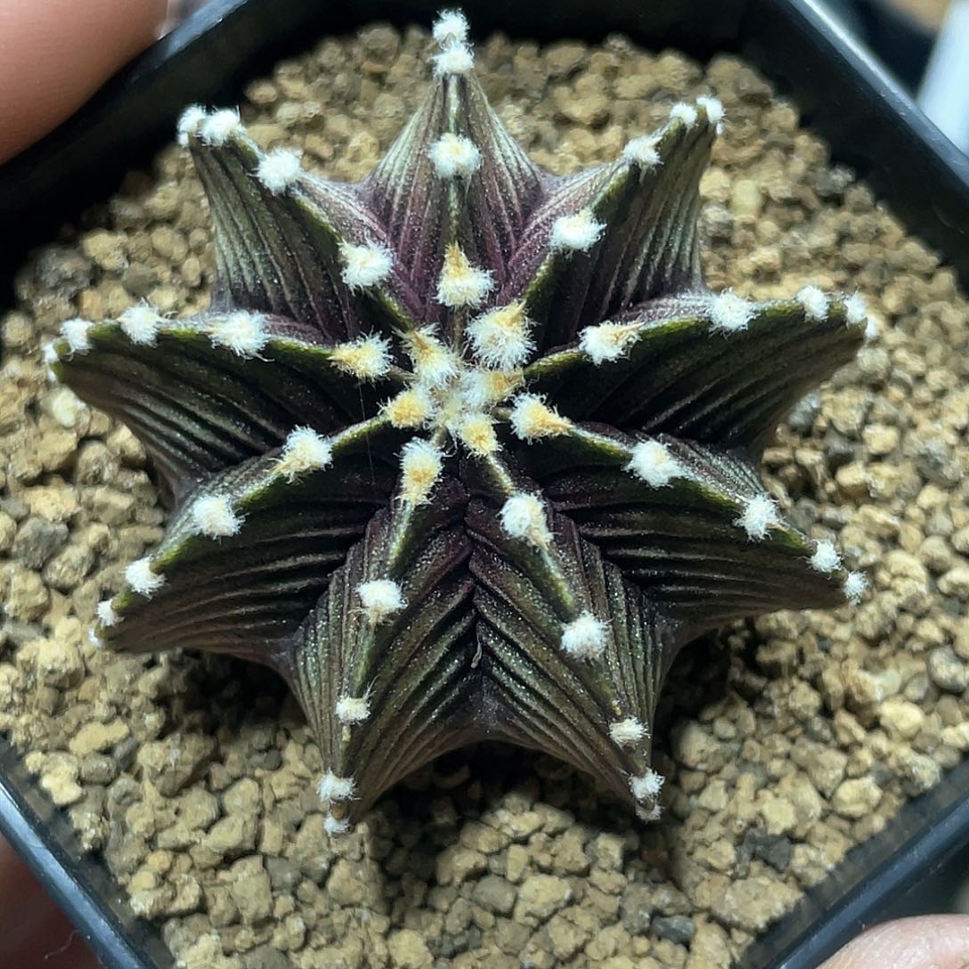 泰系实生根，高绒黑肋骨